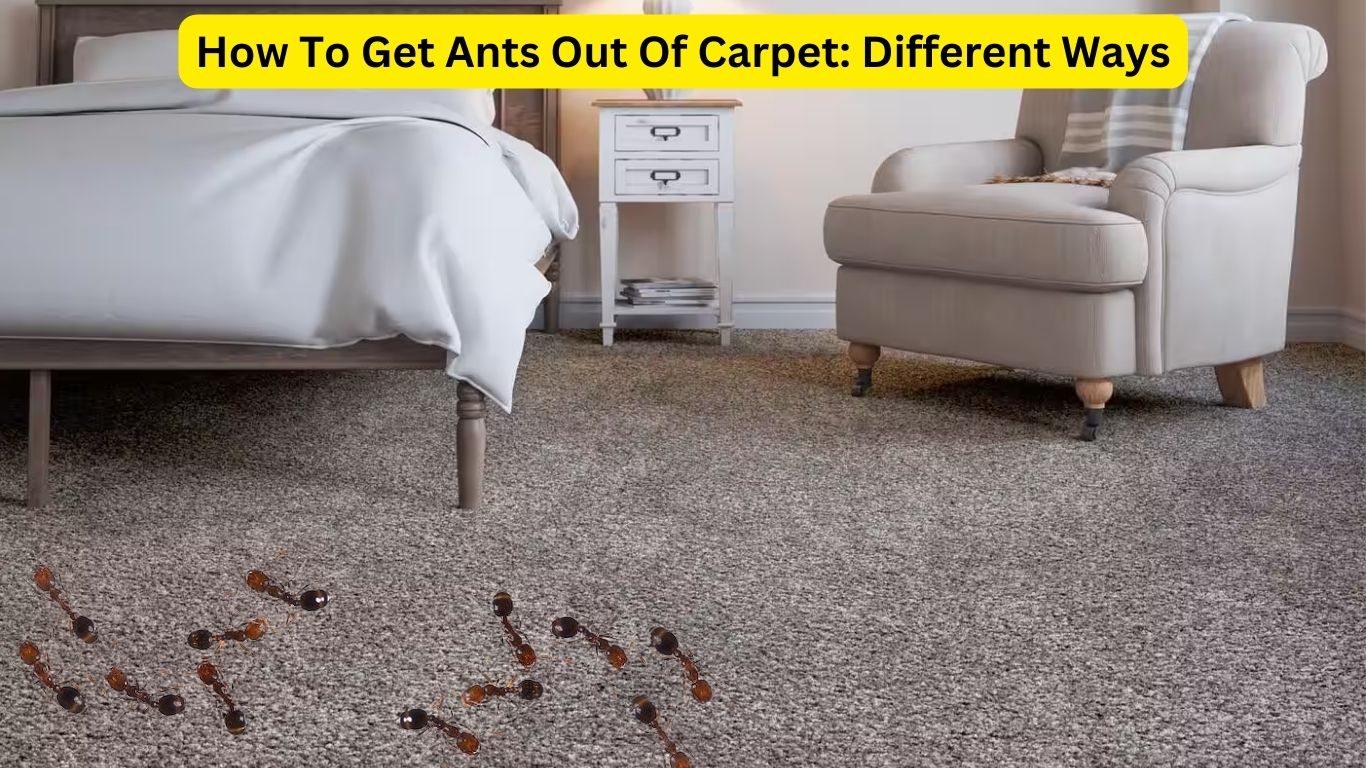 How To Get Ants Out Of Carpet