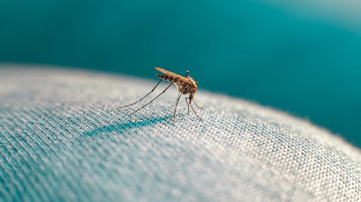Can Mosquitoes Bite Through Clothes?