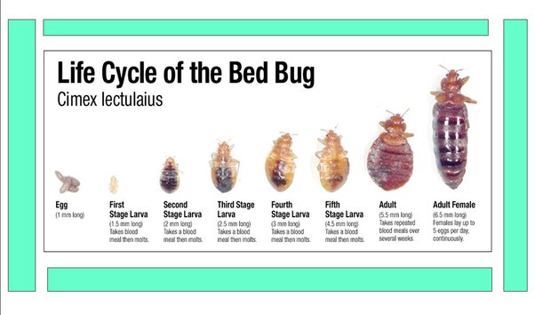 How to Tell If Bedbugs are in Your Clothes?